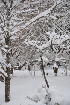 2019雪・2.jpg