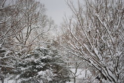 2019雪12.jpg