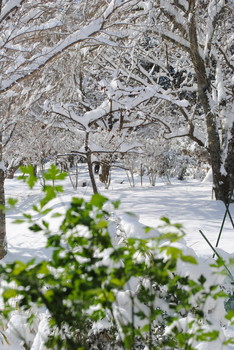 2019雪・3.jpg