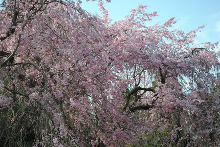 2019見頃を迎えた枝垂桜.jpg