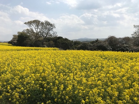 長崎鼻菜の花4.jpg