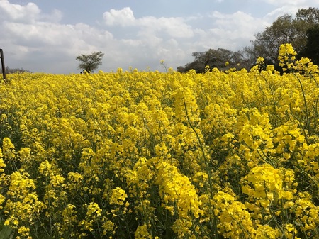 長崎鼻菜の花3.jpg