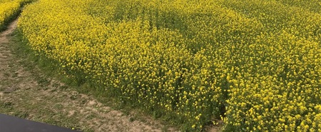 長崎鼻菜の花5.jpg