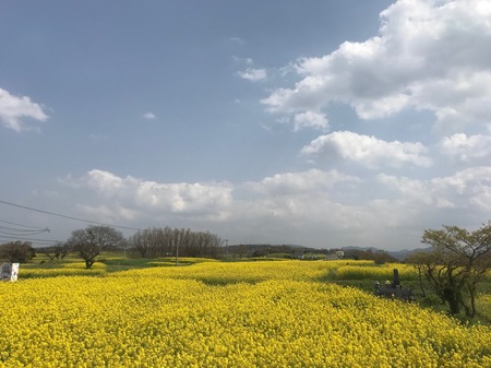 長崎鼻菜の花1.jpg