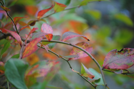 2019紅葉開始.jpg