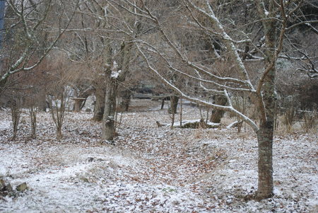 2010、2、9雪化粧.jpeg
