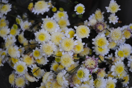 赤坂さんからいただいた菊の花.jpeg