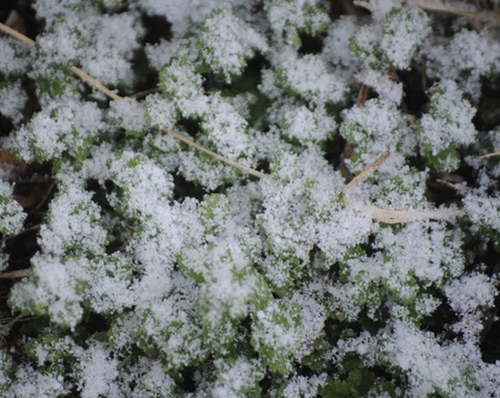 2・17久々の雪景色1.jpeg